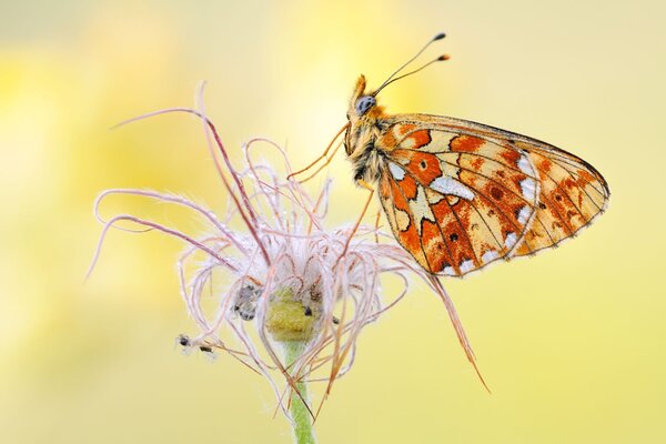Bild vergr&ouml;&szlig;ern: Tag der Biodiversit&auml;t
