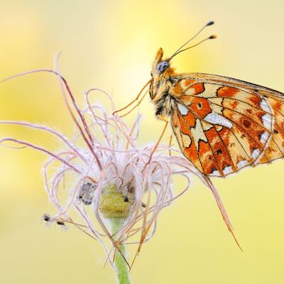 Tag der Biodiversit&auml;t